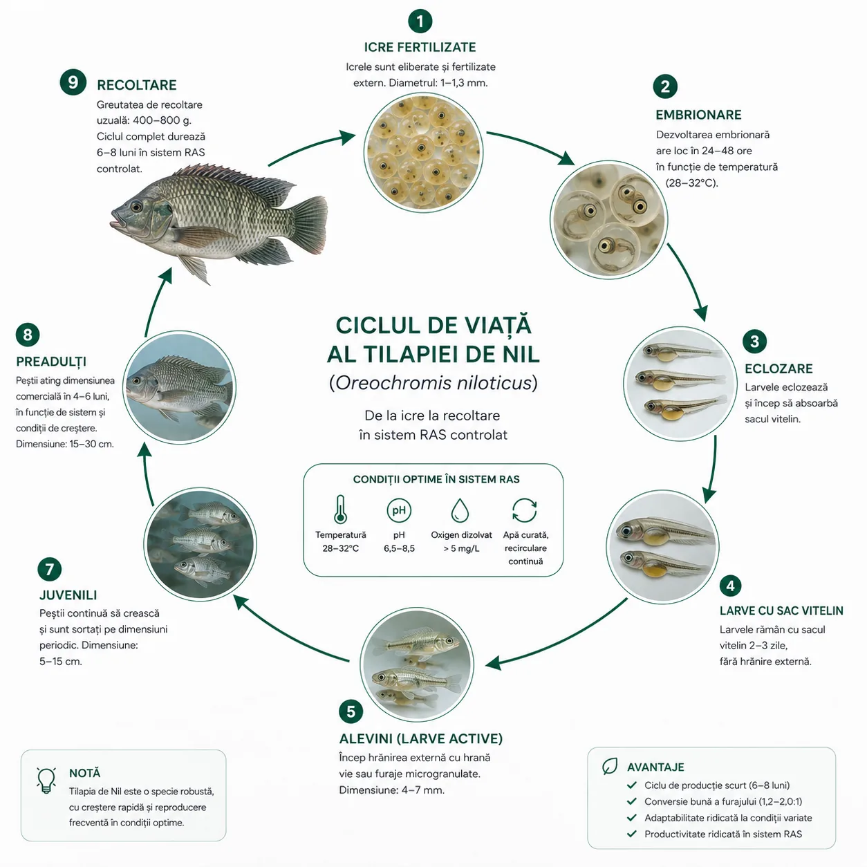 Diagramă circulară cu cele 9 etape ale ciclului de viață al Tilapiei de Nil: icre fertilizate, embrionare, eclozare, larve cu sac vitelin, alevini, juvenili, preadulți și recoltare, împreună cu condițiile optime de apă în sistem RAS.