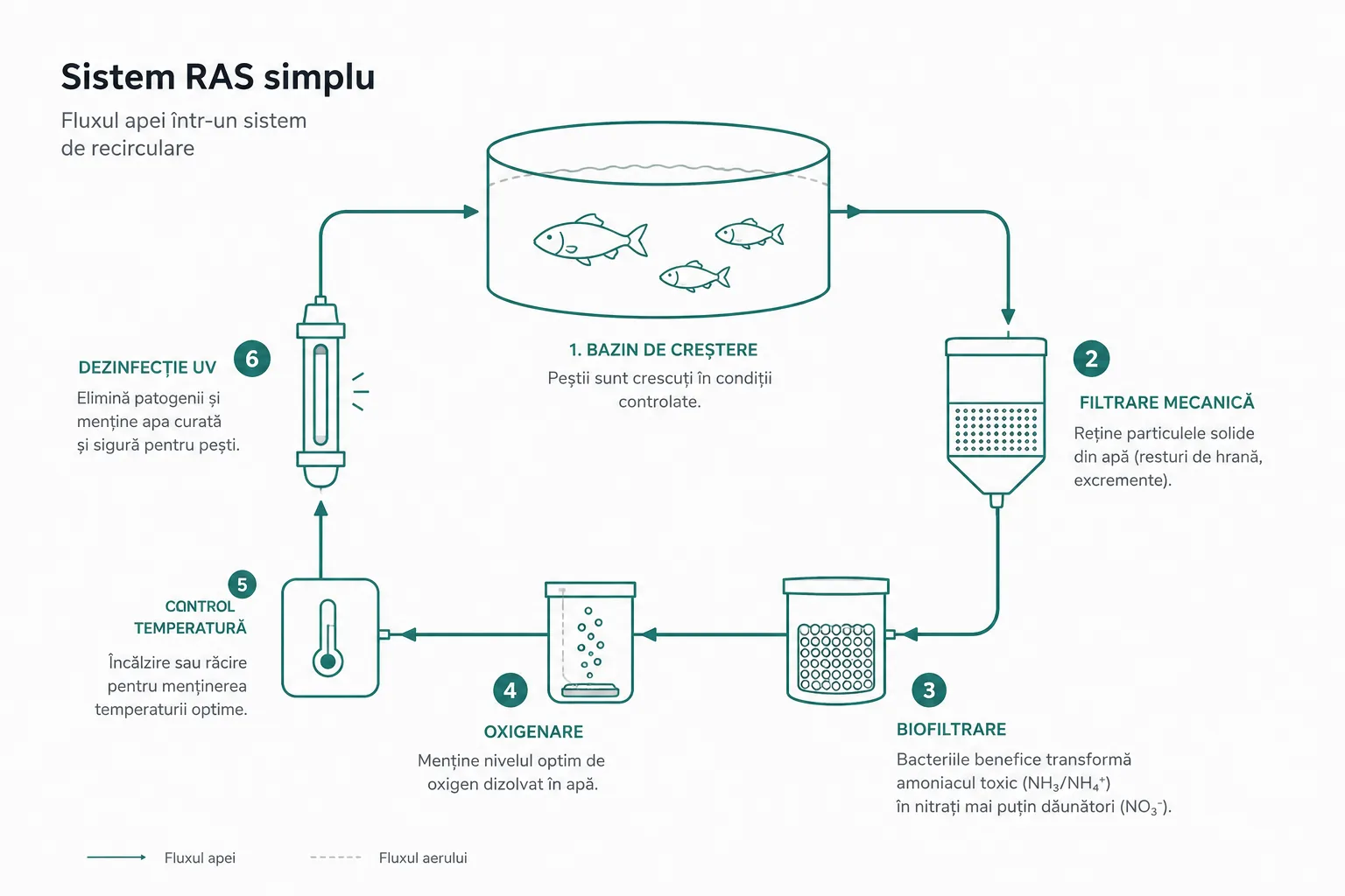 Diagramă cu fluxul apei într-un sistem RAS simplu, în 6 pași: bazin de creștere, filtrare mecanică, biofiltrare, oxigenare, control temperatură și dezinfecție UV, cu recircularea continuă a apei înapoi în bazin.